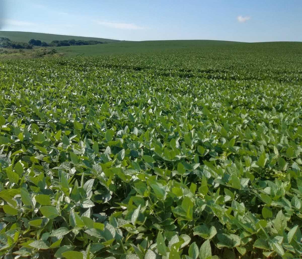 Fazenda, Centro, 0 Quarto, 0 Vaga
