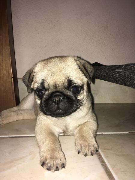 Filhotes de Pug