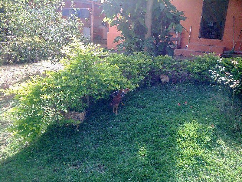 Fazenda, Centro, 5 Quartos, 5 Vagas, 1 Suíte