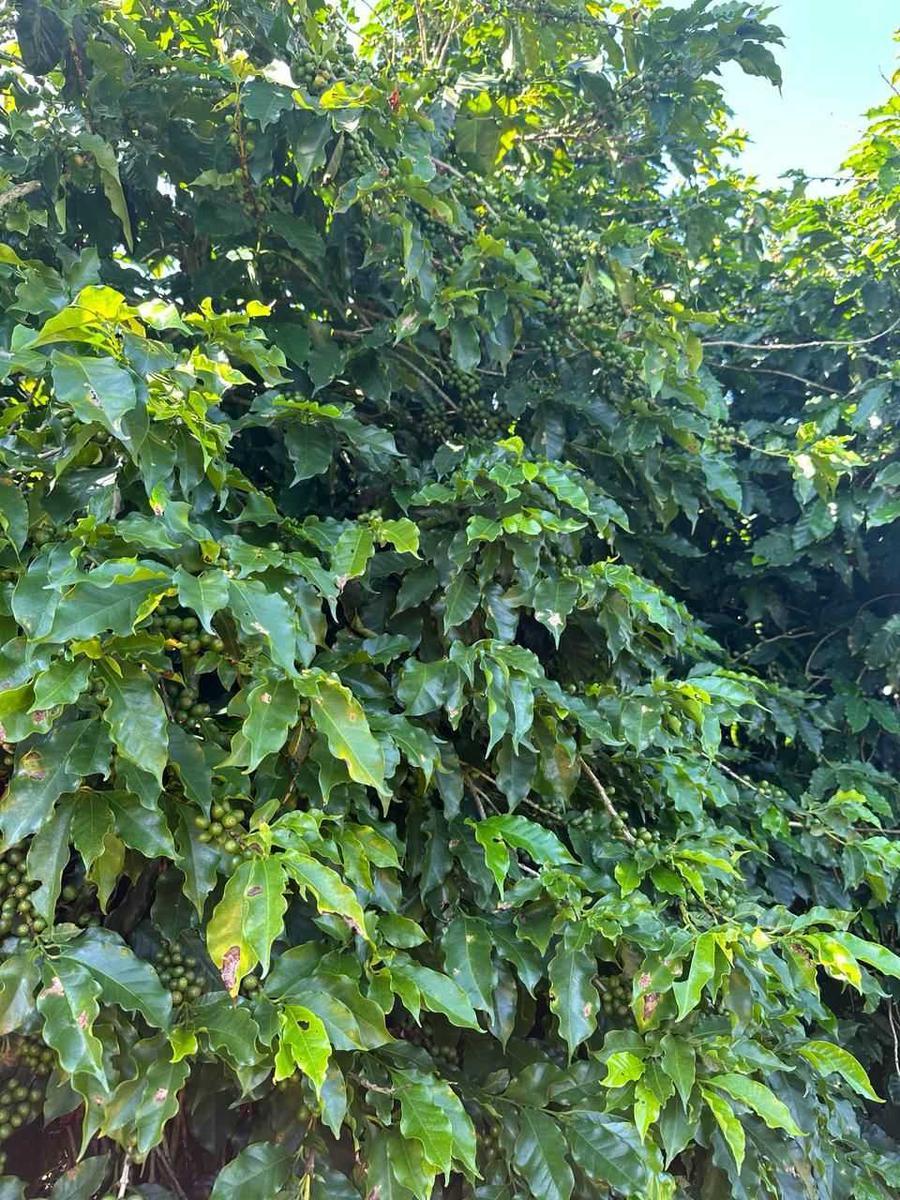 Fazenda, Zona Rural, 0 Quarto, 0 Vaga