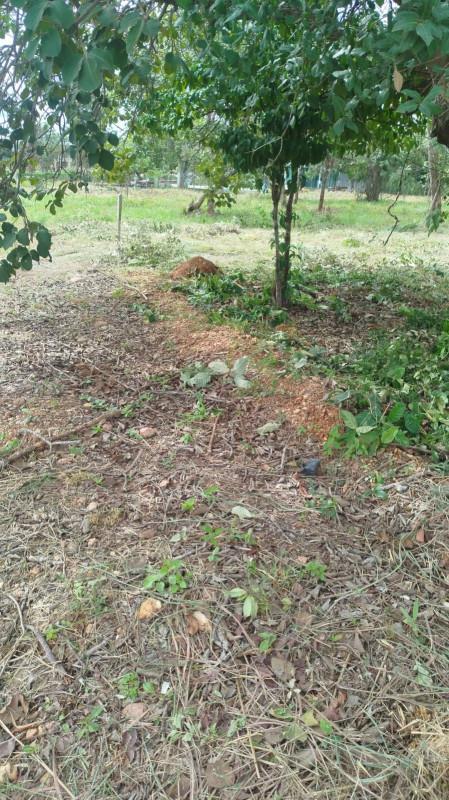 Lote, Zona Rural, 0 Quarto, 0 Vaga