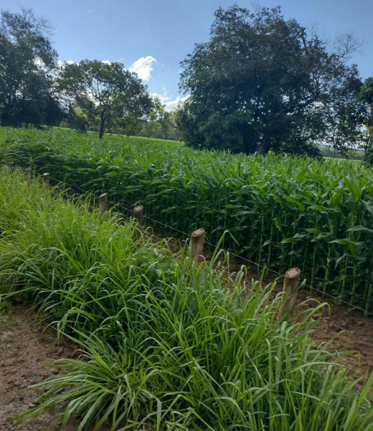 Fazenda, Zona Rural, 4 Quartos, 0 Vaga