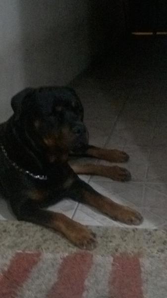 rottweiler Com Pedigree Macho