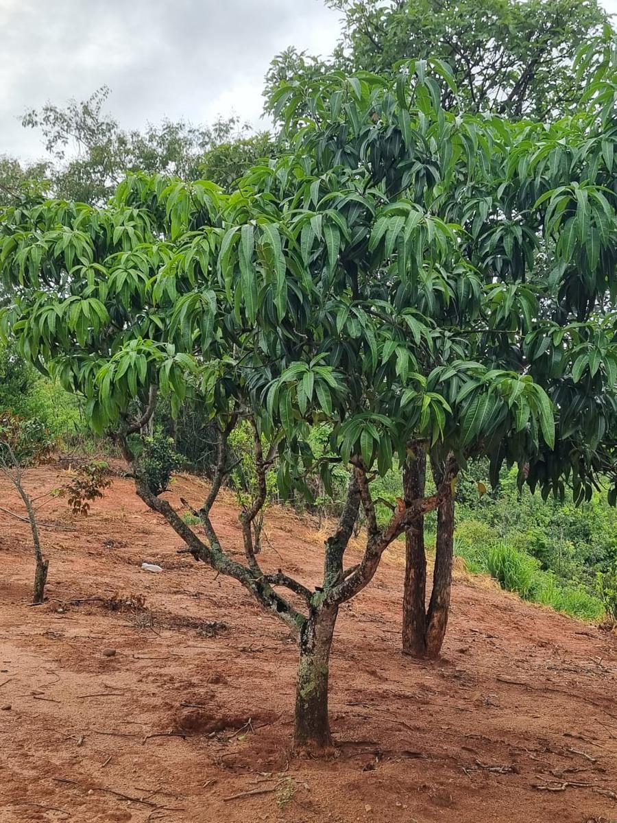 Fazenda, São José, 2 Quartos, 0 Vaga, 2 Suítes