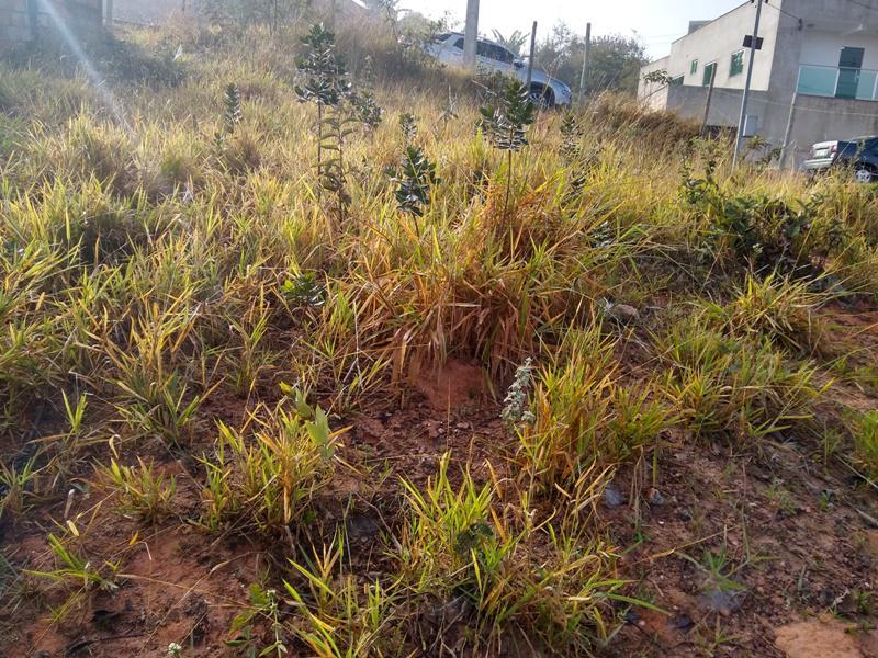 Lote, Icaivera, 0 Quarto, 0 Vaga