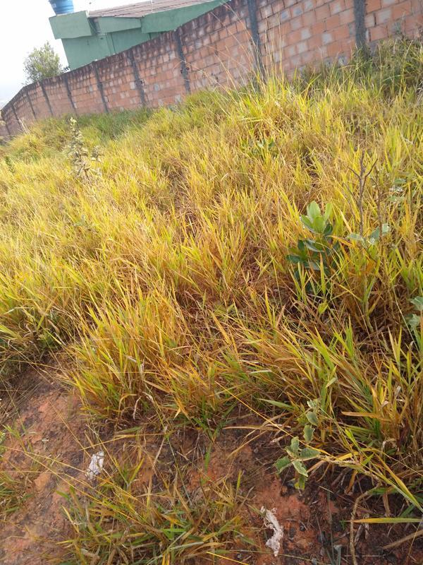 Lote, Icaivera, 0 Quarto, 0 Vaga