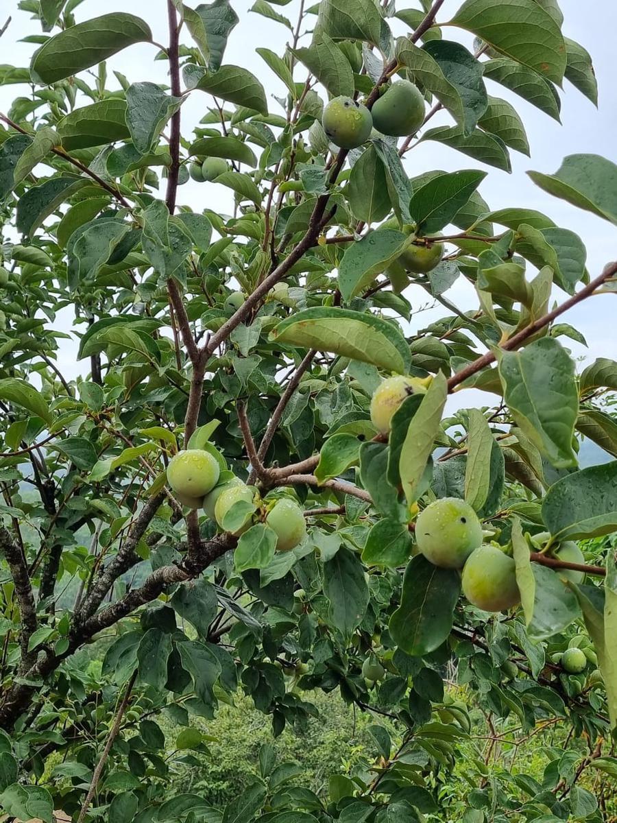 Fazenda, São José, 2 Quartos, 0 Vaga, 2 Suítes