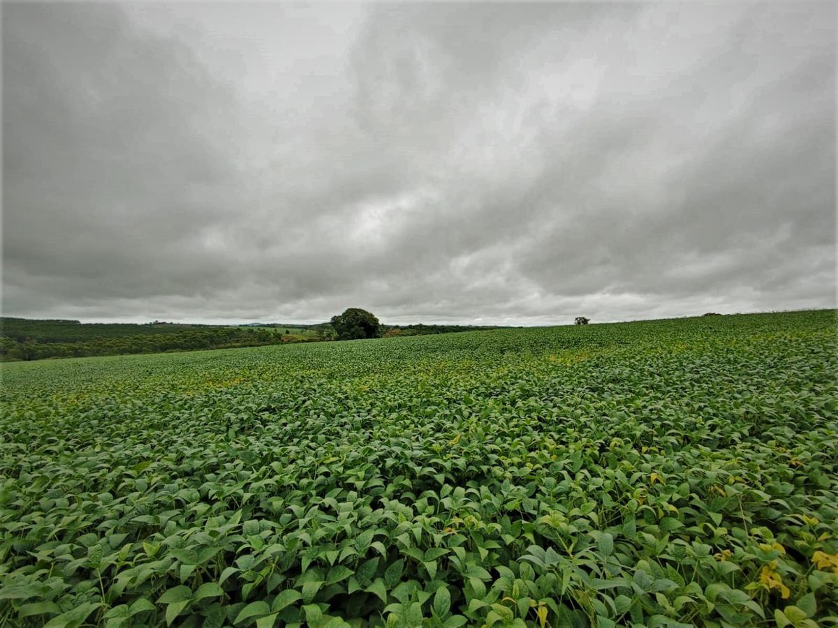 Fazenda, Centro, 0 Quarto, 0 Vaga, 1 Suíte