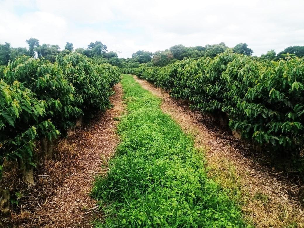 Fazenda, São Sebastião da Estrela, 1 Quarto, 1 Vaga, 1 Suíte