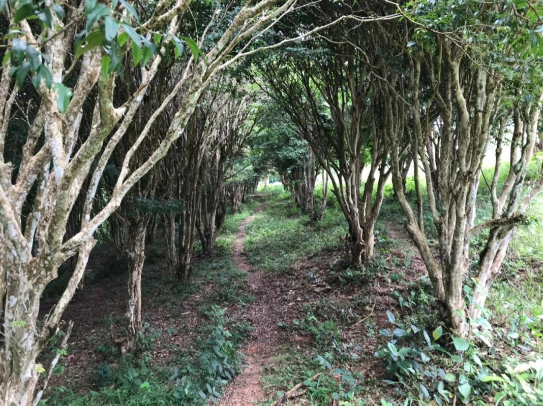 Fazenda, Zona Rural, 0 Quarto, 0 Vaga