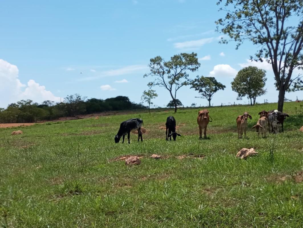 Fazenda, Centro, 0 Quarto, 0 Vaga