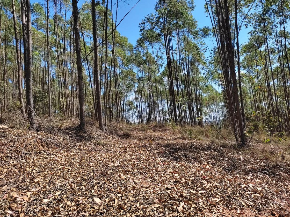 Lote, Penedo, 0 Quarto, 0 Vaga