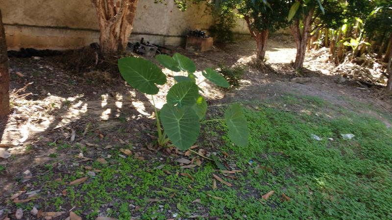 Lote, Alvorada, 0 Quarto, 0 Vaga