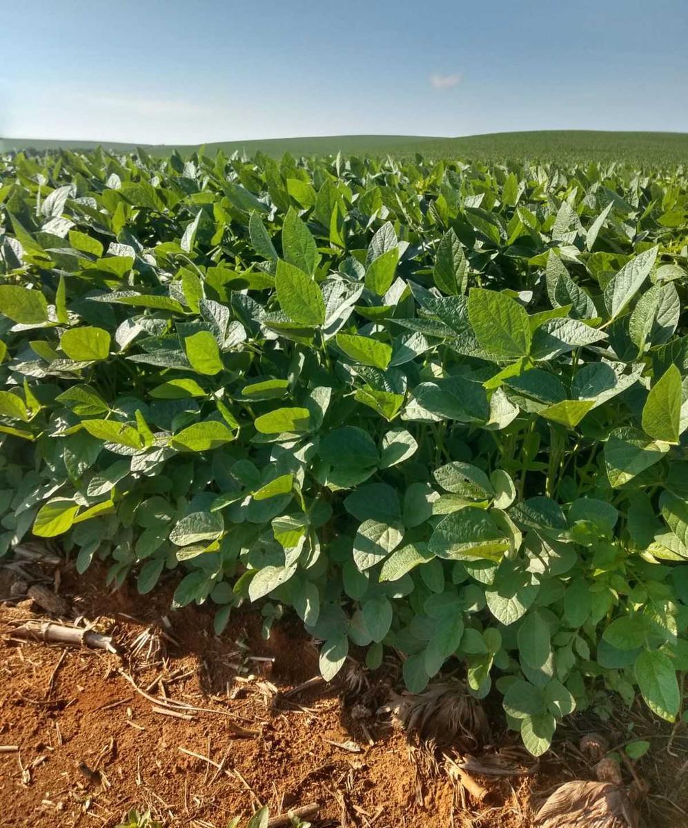 Fazenda, Centro, 0 Quarto, 0 Vaga