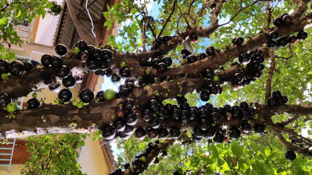 Casa, Morro Alto, 3 Quartos, 1 Vaga, 1 Suíte