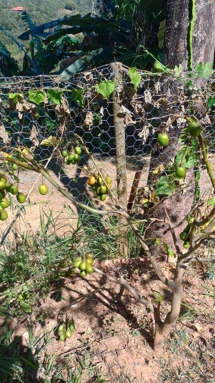 Lote, Adelmolândia, 0 Quarto, 0 Vaga