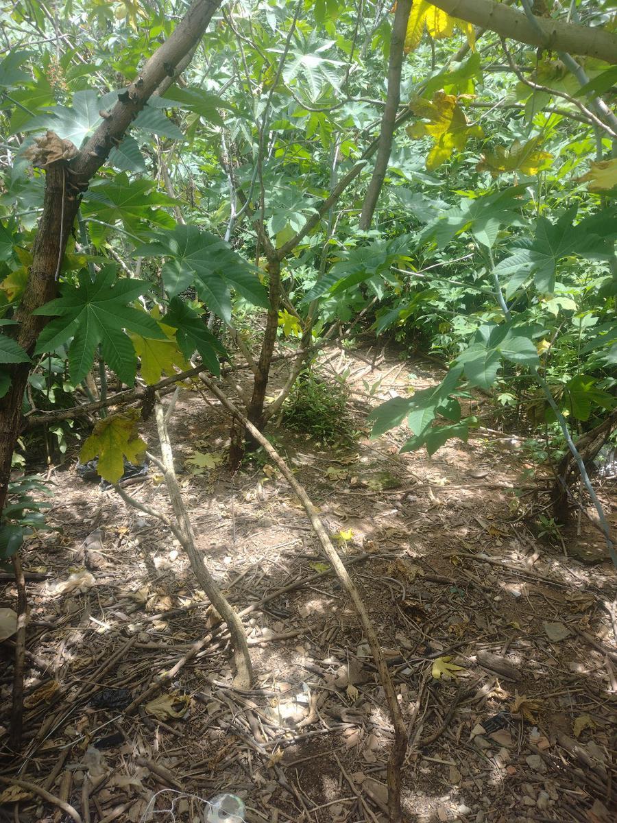 Lote, Colonial, 0 Quarto, 0 Vaga