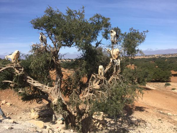 Tour Privado Pelo Marrocos
