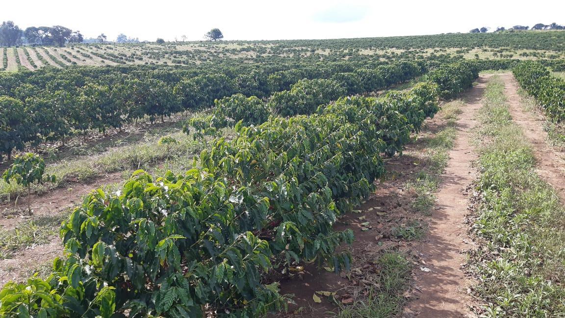 Fazenda, Centro, 3 Quartos, 1 Vaga