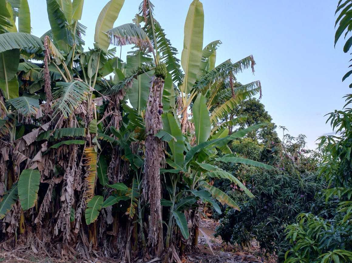 Fazenda, Zona Rural, 3 Quartos, 2 Vagas, 2 Suítes