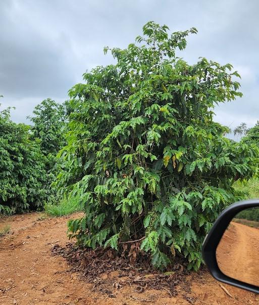 Fazenda, Zona Rural, 1 Quarto, 0 Vaga