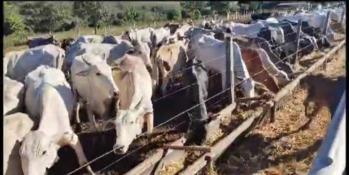 Fazenda, Zona Rural, 0 Quarto, 0 Vaga