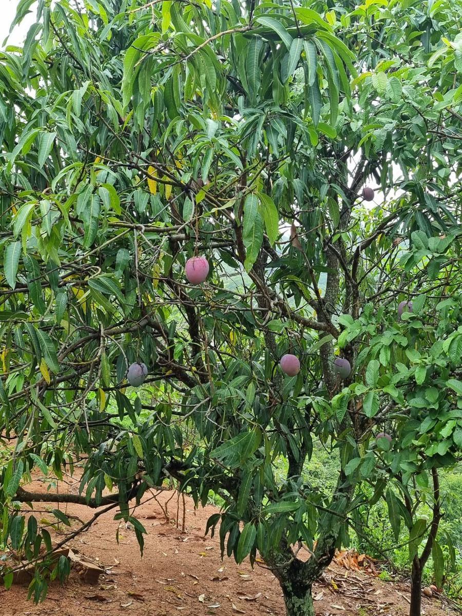 Fazenda, São José, 2 Quartos, 0 Vaga, 2 Suítes