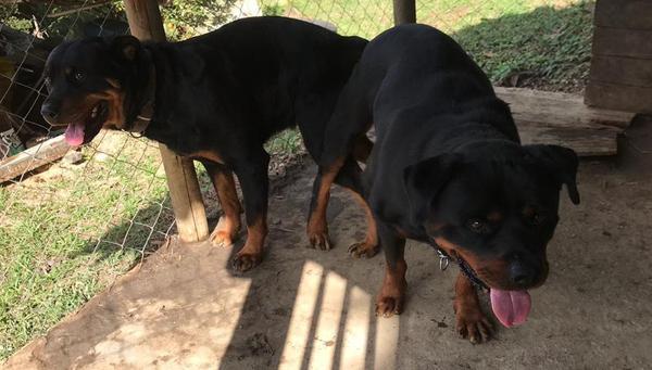 Filhotes Rottweiler Cabeça Touro