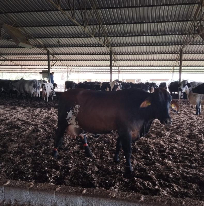 Fazenda, Área Rural de Pará de Minas, 0 Quarto, 0 Vaga