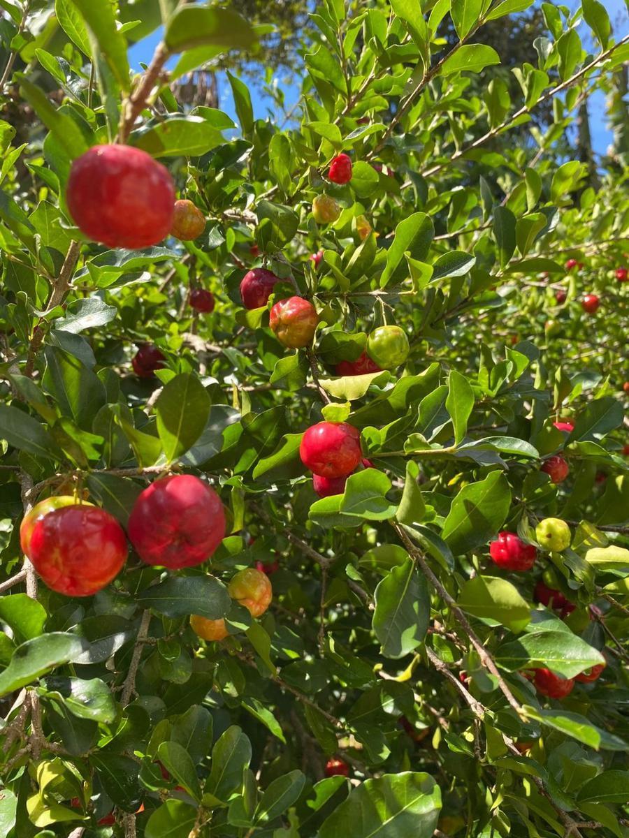 Casa, Condominio Recanto do Beija Flor, 2 Quartos, 2 Vagas, 1 Suíte