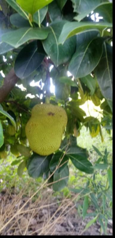 Fazenda, Recreio dos Bandeirantes, 2 Quartos, 3 Vagas