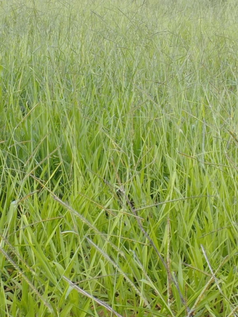 Fazenda, Zona Rural, 3 Quartos, 0 Vaga
