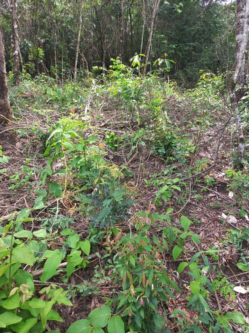 Lote, Gentileza, 0 Quarto, 0 Vaga