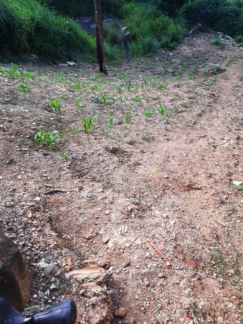 Lote, Dom Bosco, 0 Quarto, 0 Vaga