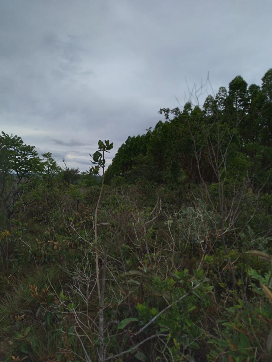 Lote, Zona Rural, 0 Quarto, 0 Vaga