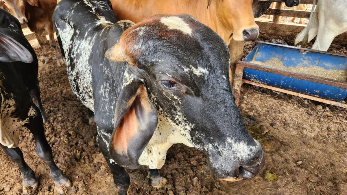 Fazenda, Zona Rural, 2 Quartos, 0 Vaga, 1 Suíte