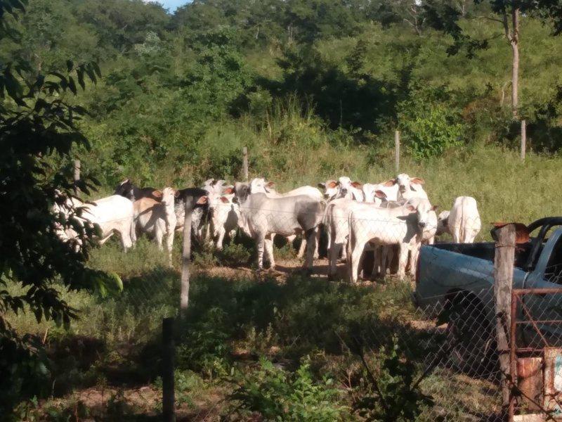 Fazenda, Centro, 3 Quartos, 0 Vaga