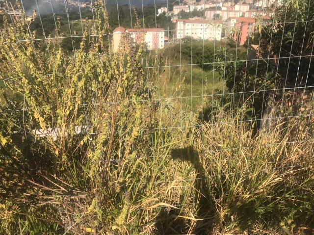 Lote, Jardim Vitória, 0 Quarto, 0 Vaga