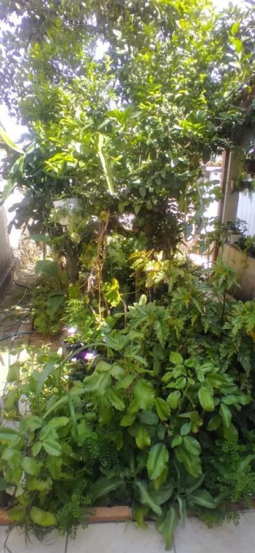 Casa, Bandeirinhas, 3 Quartos, 2 Vagas