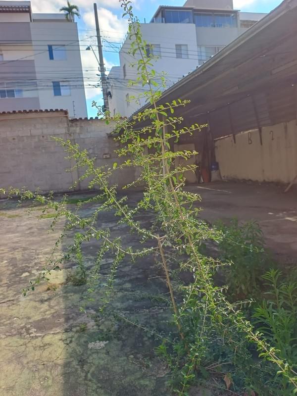Casa, Alvorada, 5 Quartos, 8 Vagas, 1 Suíte