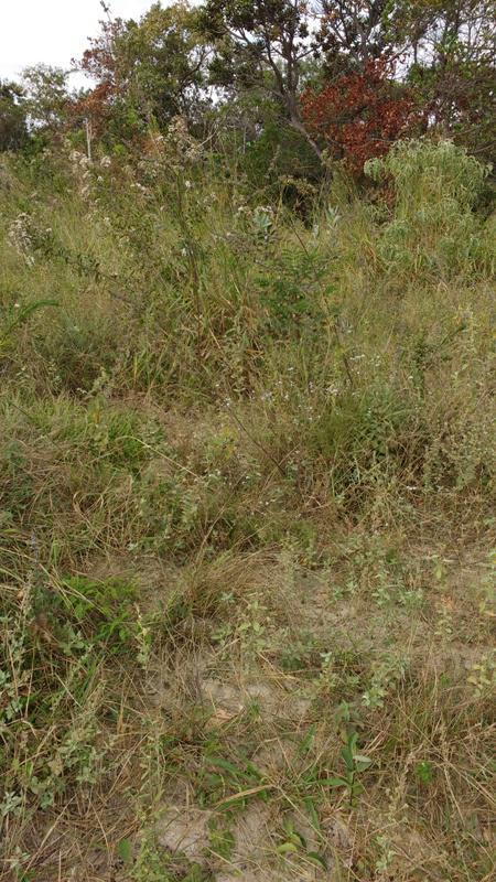 Lote, Centro, 0 Quarto, 1 Vaga