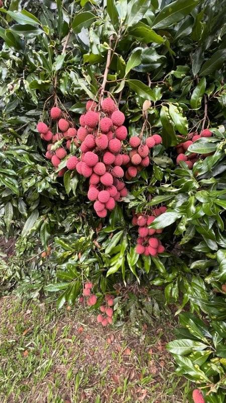 Fazenda, Centro, 0 Quarto, 0 Vaga