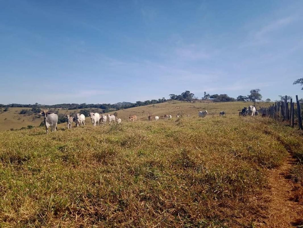 Fazenda, Centro, 0 Quarto, 0 Vaga