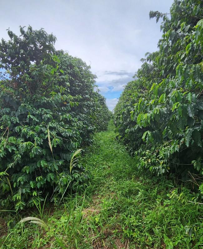 Fazenda, Zona Rural, 0 Quarto, 0 Vaga