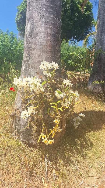 Fazenda, Condomínio Solar das Palmeiras, 5 Quartos, 10 Vagas, 1 Suíte