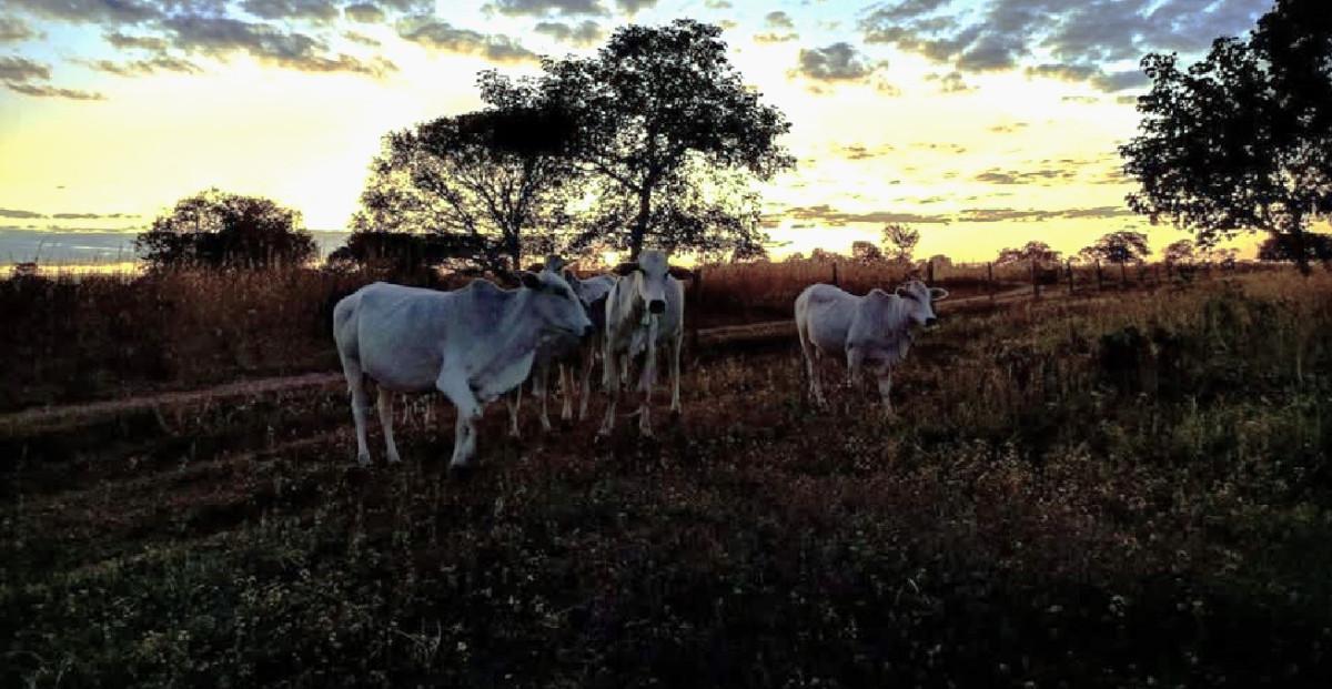 Fazenda, Zona Rural, 0 Quarto, 0 Vaga