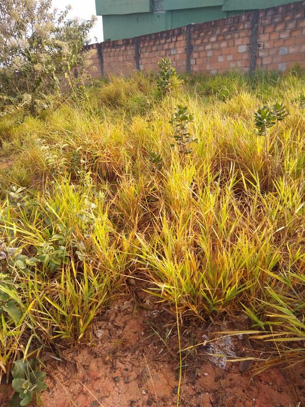 Lote, Icaivera, 0 Quarto, 0 Vaga