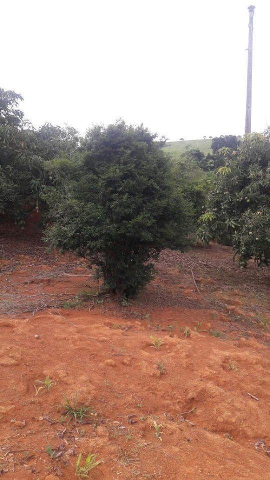 Fazenda, Centro, 1 Quarto, 1 Vaga, 1 Suíte