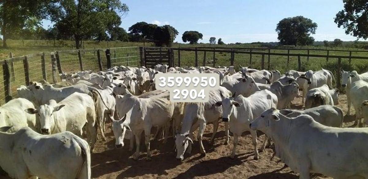 Fazenda, Zona Rural, 0 Quarto, 0 Vaga