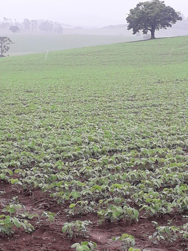 Fazenda, Centro, 1 Quarto, 1 Vaga, 1 Suíte